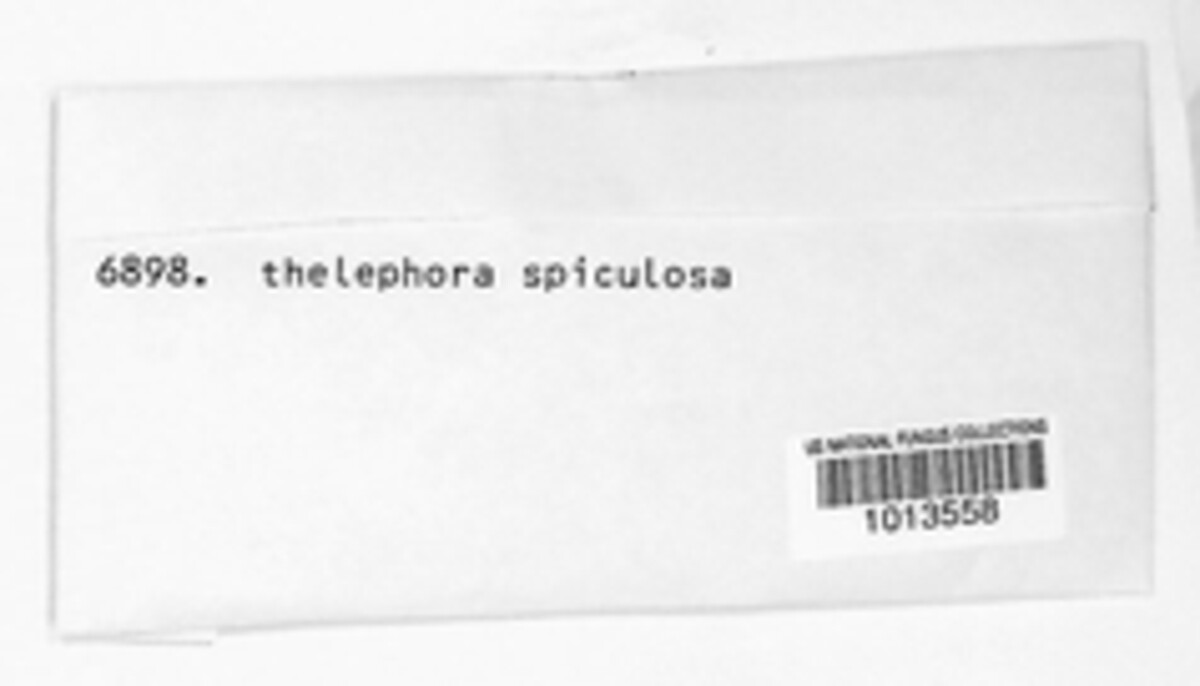 Thelephora penicillata image